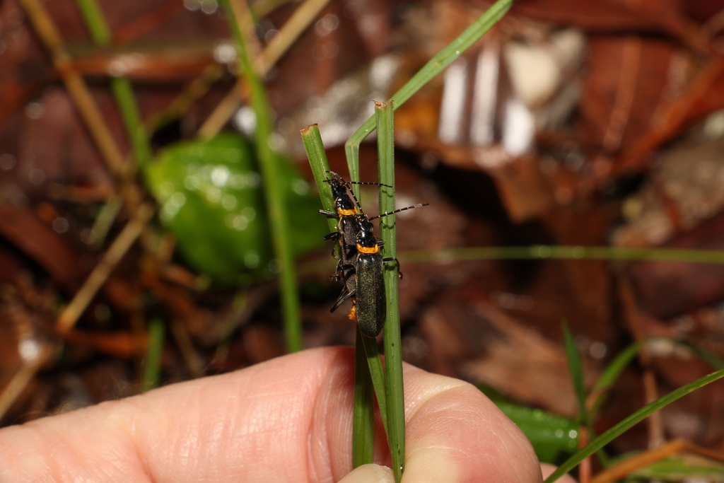 Plague Soldier Beetle from Salisbury, Queensland, Australia on April 27