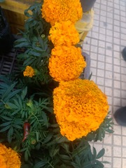 Tagetes erecta