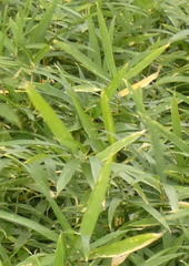 Pleioblastus fortunei