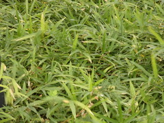 Pleioblastus fortunei