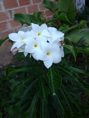 Plumeria pudica