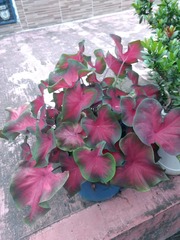 Caladium bicolor