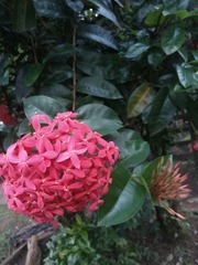 Ixora coccinea