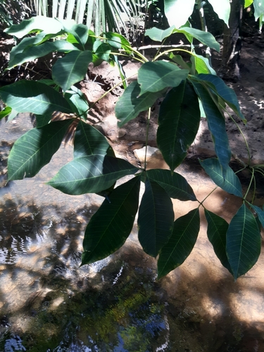 Hevea brasiliensis image