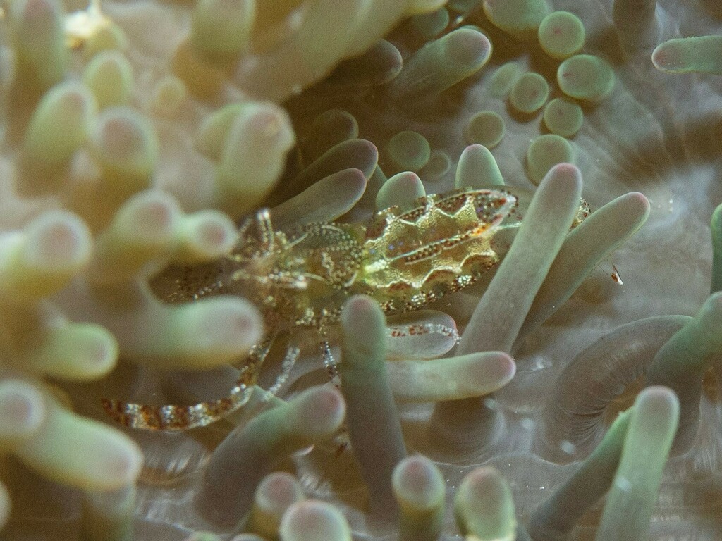 Sun Anemone Shrimp