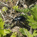 Calosoma breviusculum - Photo (c) Leonid A. Neymark, algunos derechos reservados (CC BY-NC), subido por Leonid A. Neymark