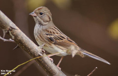 Emberiza spodocephala