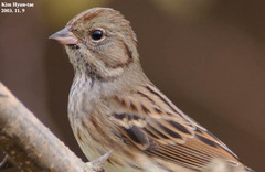 Emberiza spodocephala