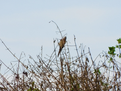 Speckled Mousebird