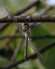 Somatochlora tenebrosa