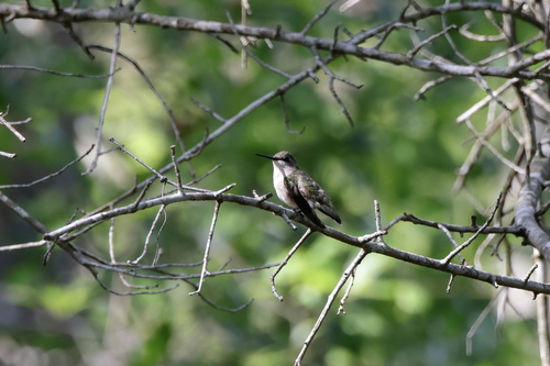 Ruby-throated Hummingbird photographed in Mississippi