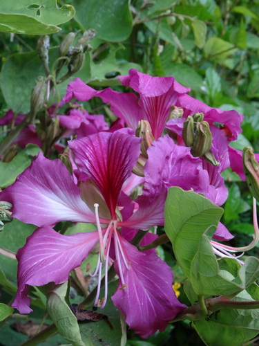 Bauhinia × blakeana