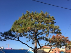 Pinus