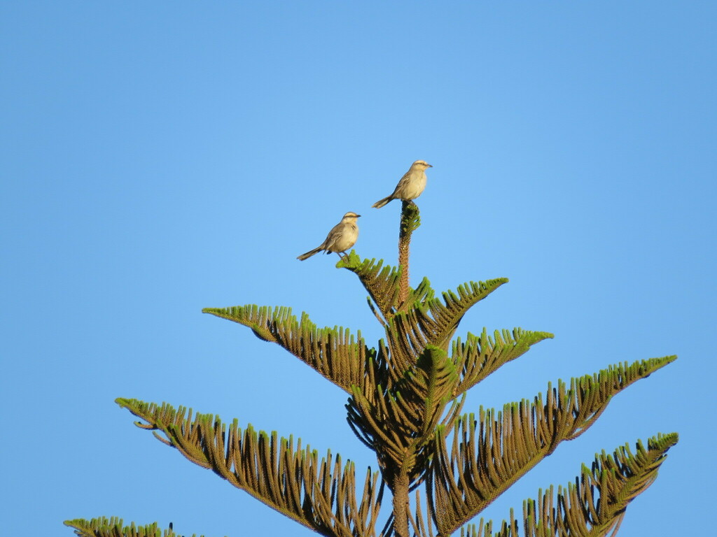 Chalk-browed Mockingbird from SH Grande Colorado - Sobradinho, Brasília ...