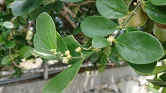 Suregada aequorea