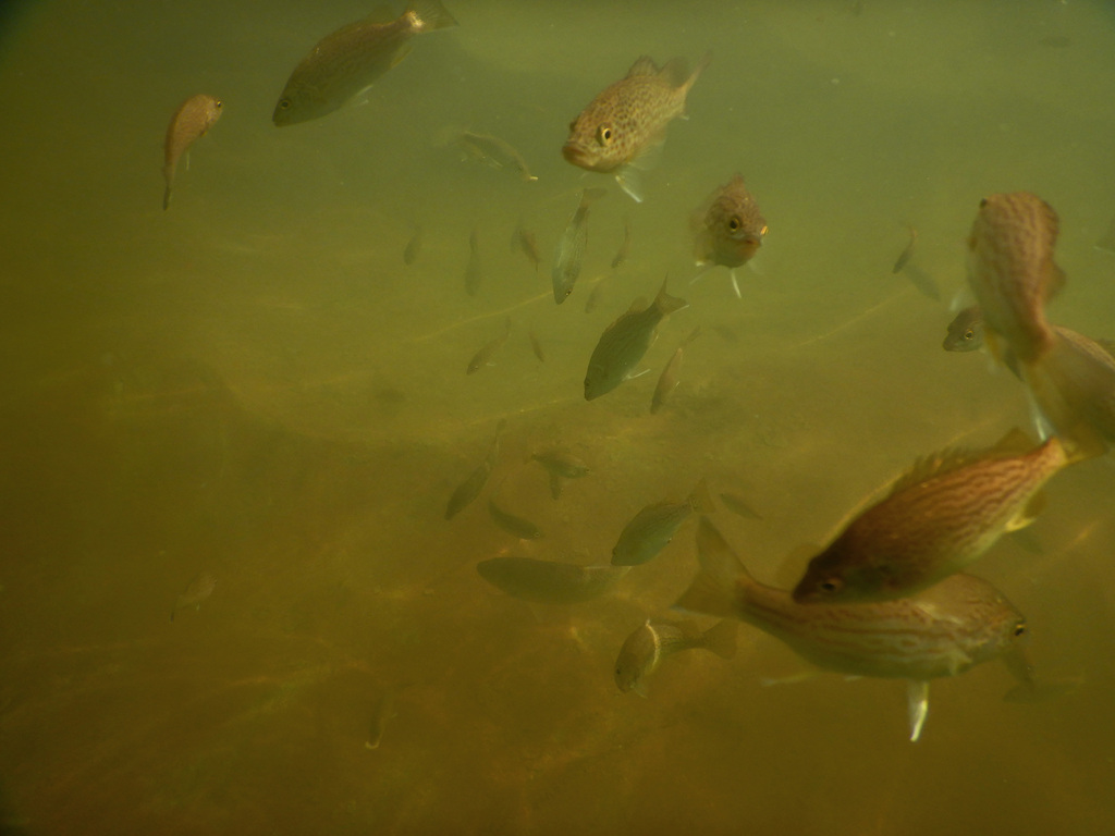 Fortescue Grunter In April 2023 By Enot Poluskuns · Inaturalist