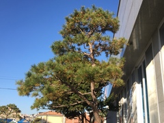 Pinus