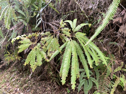 Sticherus hirtus observed 2023-03-30