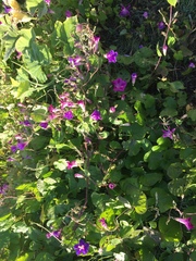 Ipomoea purpurea