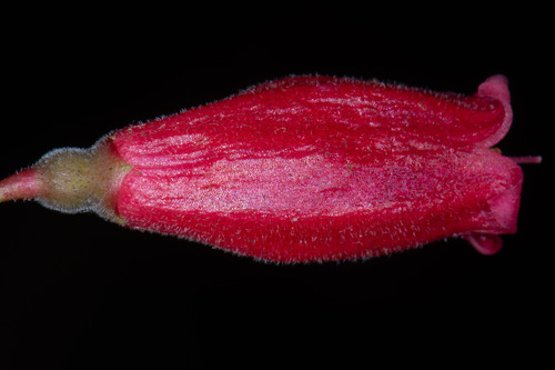 Sphyrospermum grandifolium observed 2023-04-19