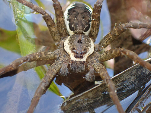 Banded Fishing Spider