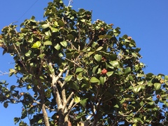 Camellia japonica