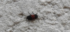Dermestes vorax