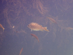 Fortescue Grunter photo 2