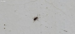 Ptinus