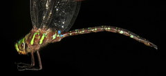 Aeshna umbrosa umbrosa