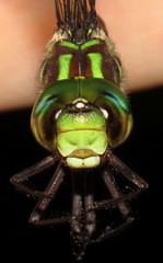 Aeshna umbrosa umbrosa