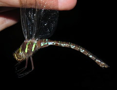 Aeshna umbrosa umbrosa