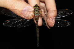 Aeshna umbrosa umbrosa