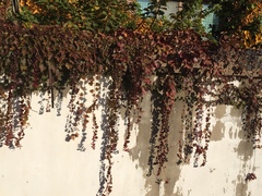 Parthenocissus tricuspidata