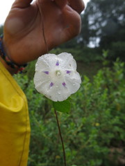 Ipomoea purpurea