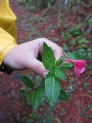 Oenothera deserticola