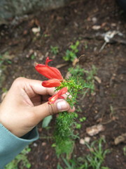 Lamourouxia multifida
