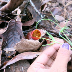 Calochortus marcellae