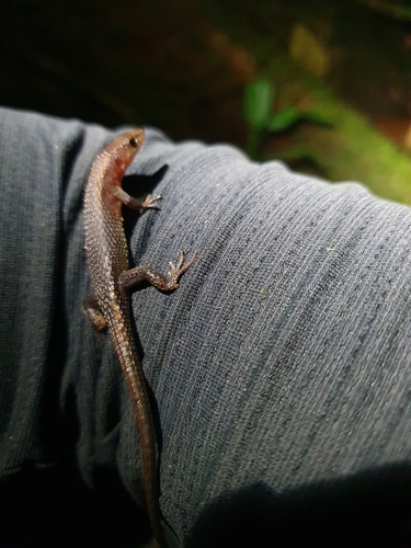 Buckley's Teiid, Alopoglossus buckleyi