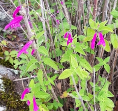 Salvia curviflora