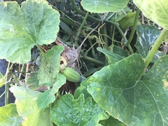 Cucurbita moschata