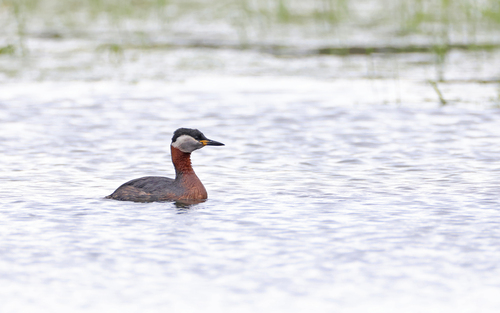 Somormujo cuellirrojo (Podiceps grisegena)