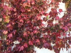 Parthenocissus tricuspidata