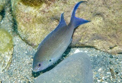 Gulf Damselfish photo 5