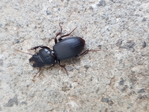 Scarites abbreviatus