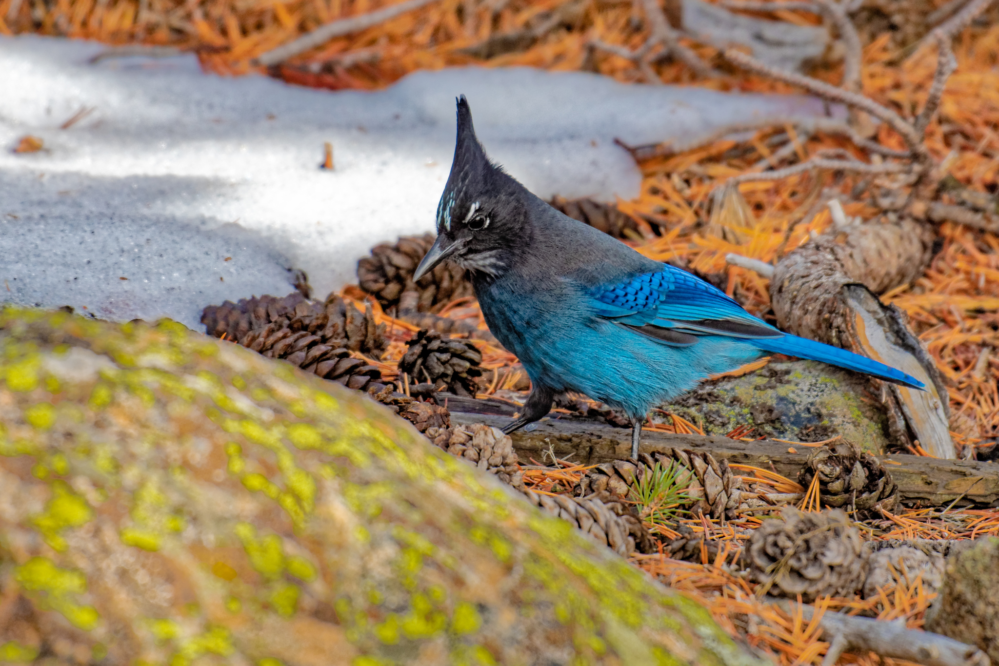 Steller's jay - Wikipedia