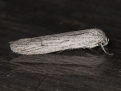 Holcocera gigantella