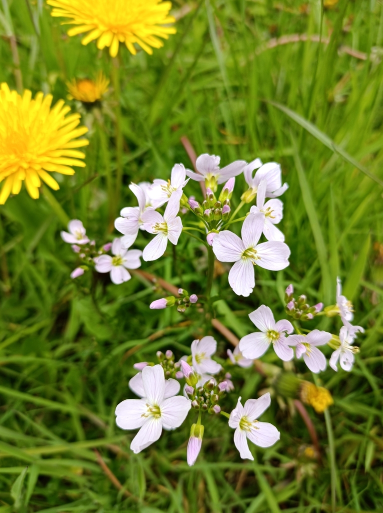 Cuckooflower from Drake House Lane/Lilac Road, Beighton, Sheffield S20