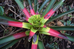 Guzmania