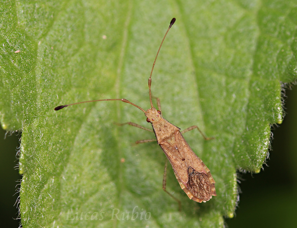 Madura fuscoclavata